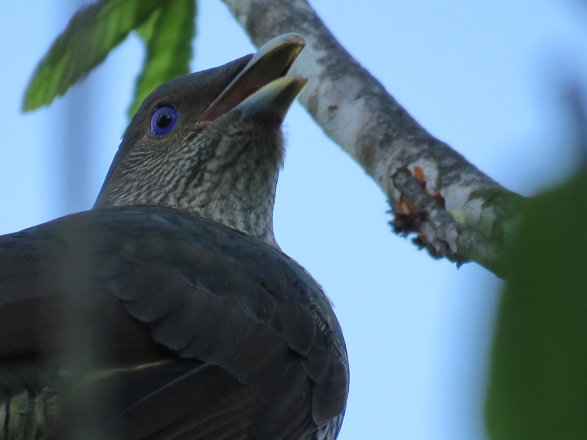 Little Wattlebird - ML643295033