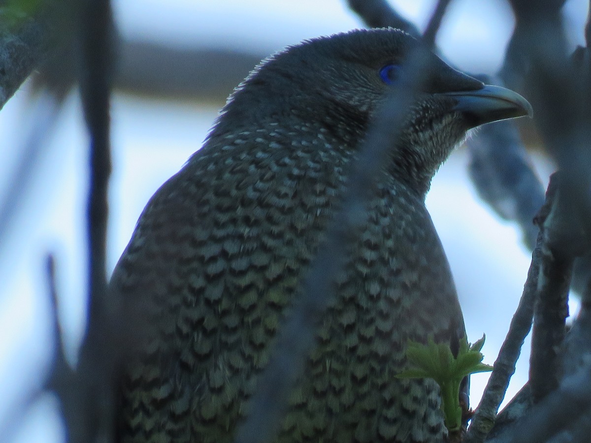 Little Wattlebird - ML643295034