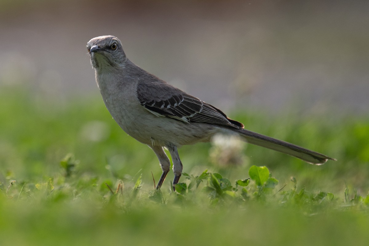 Northern Mockingbird - ML643295035