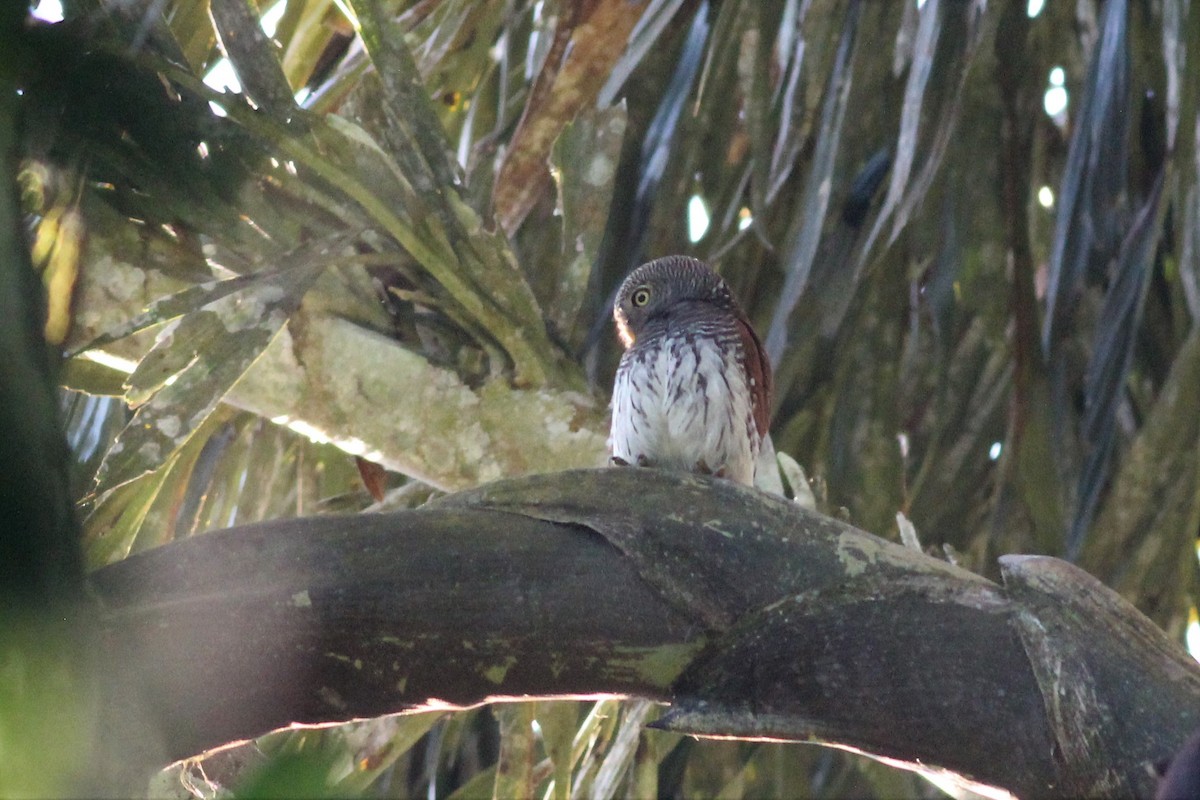 Chestnut-backed Owlet - ML643295038
