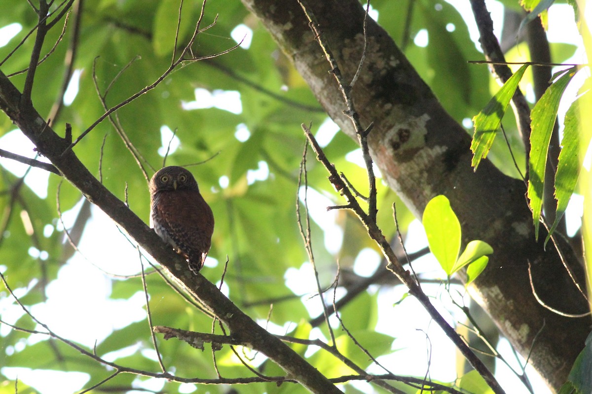 Chestnut-backed Owlet - ML643295039