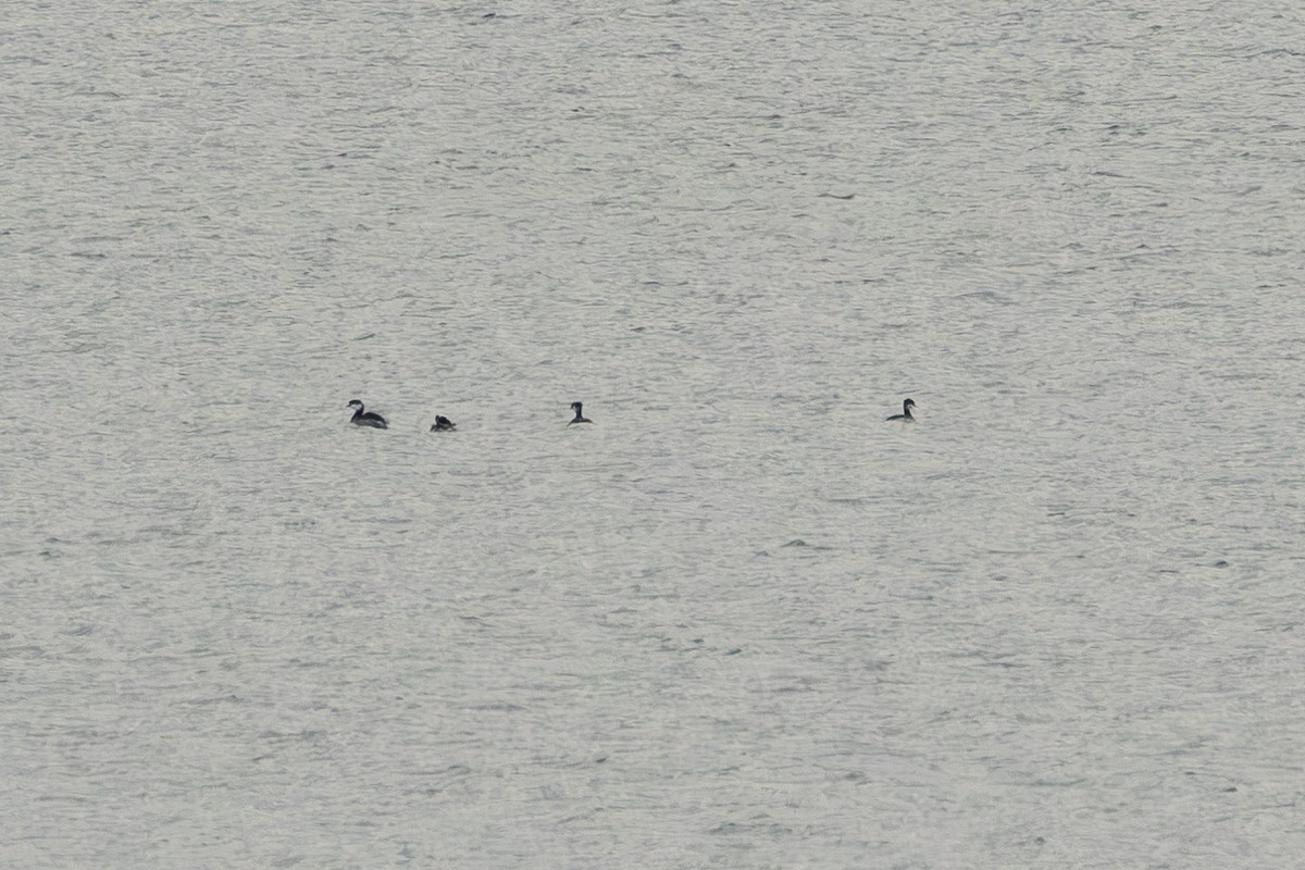 Horned Grebe - ML643295040