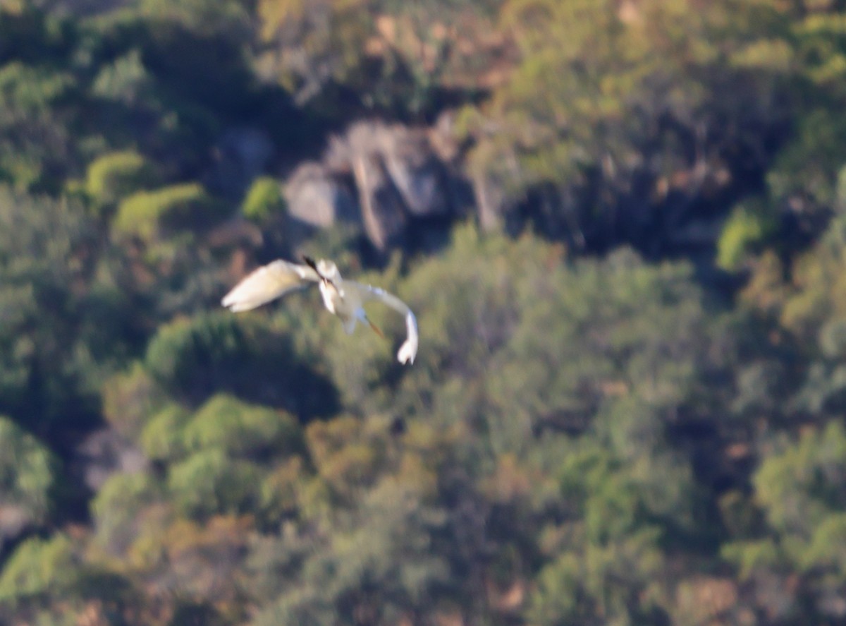Great Egret - ML643295041
