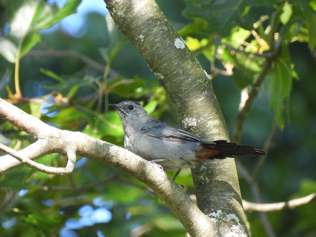 Gray Catbird - ML643295042