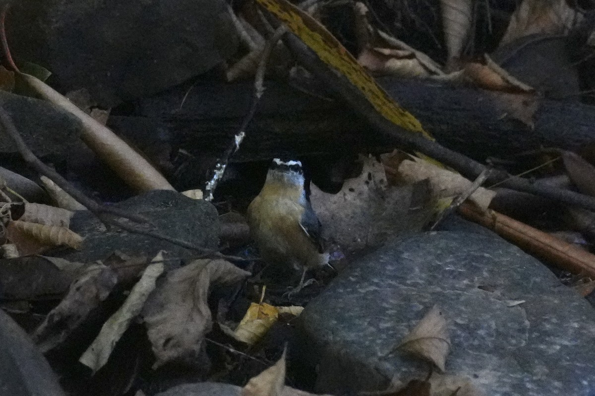 Red-breasted Nuthatch - ML643295043