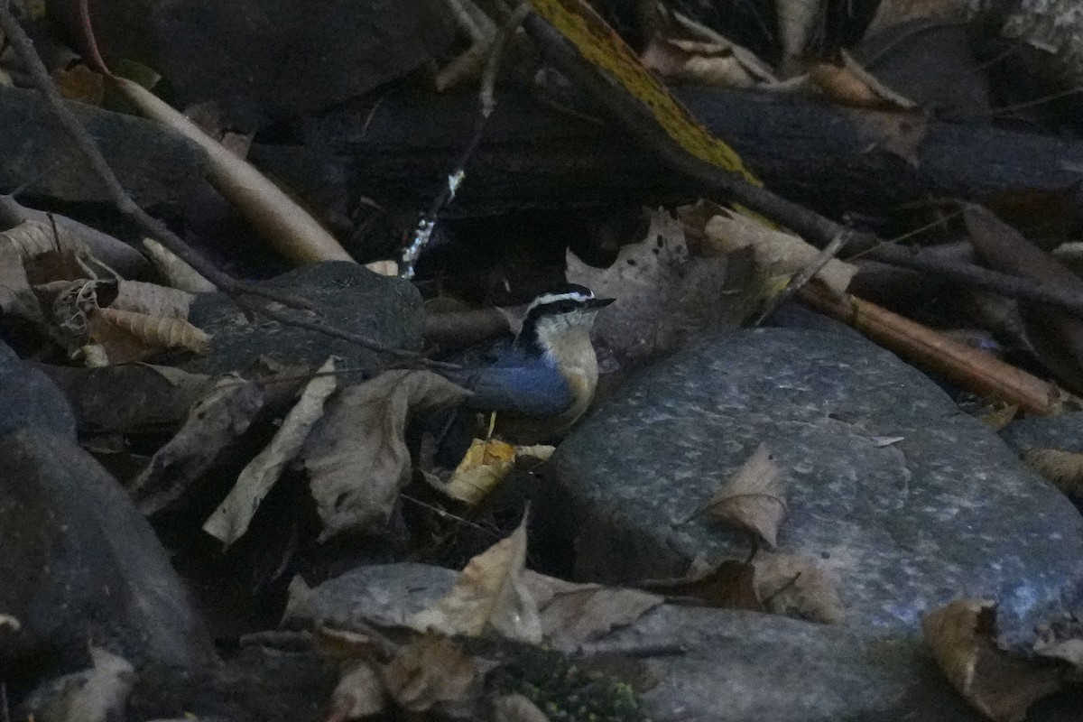 Red-breasted Nuthatch - ML643295044