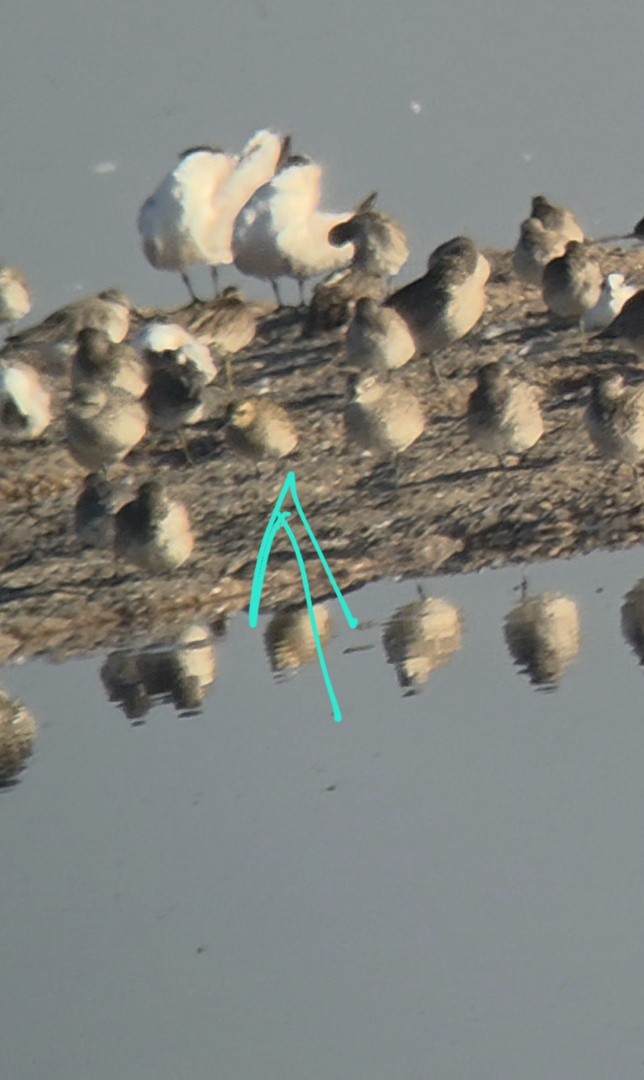 Pacific Golden-Plover - ML643295045