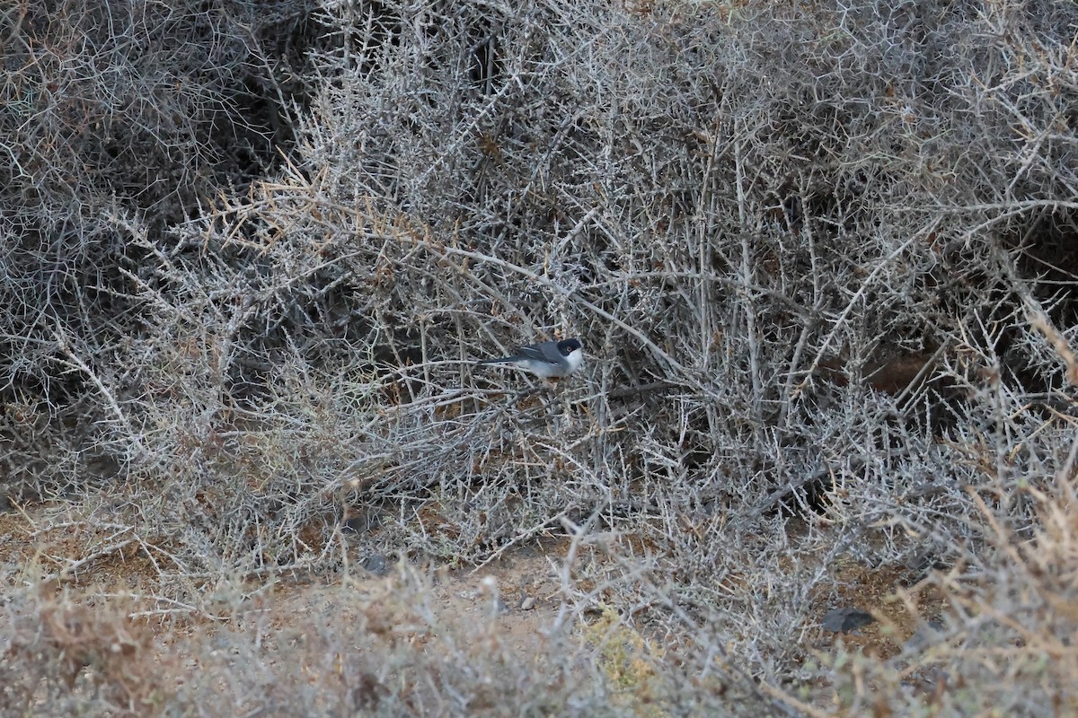 Sardinian Warbler - ML643295046
