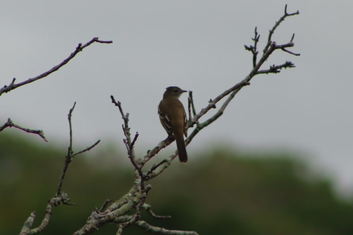 Yellow-bellied Elaenia - ML643295047
