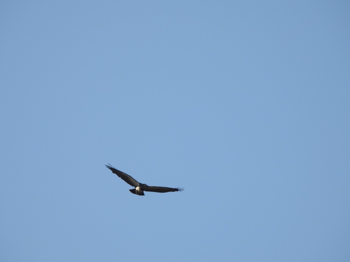 Black-chested Buzzard-Eagle - ML643295051
