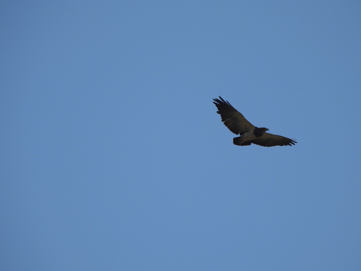 Black-chested Buzzard-Eagle - ML643295052