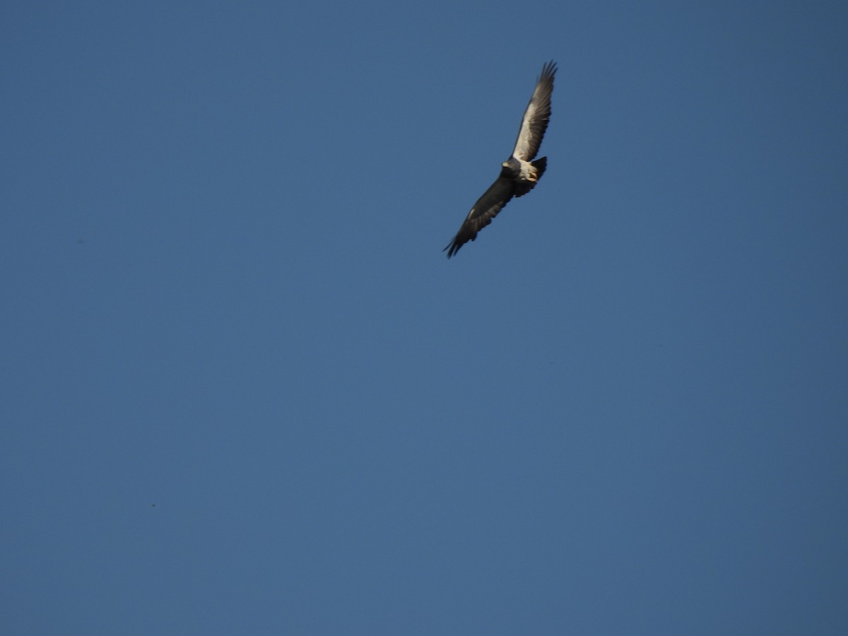 Black-chested Buzzard-Eagle - ML643295053