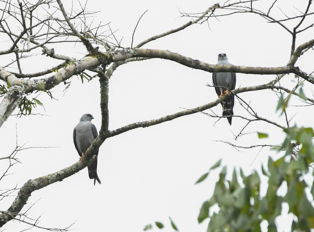 Plumbeous Kite - ML643295056