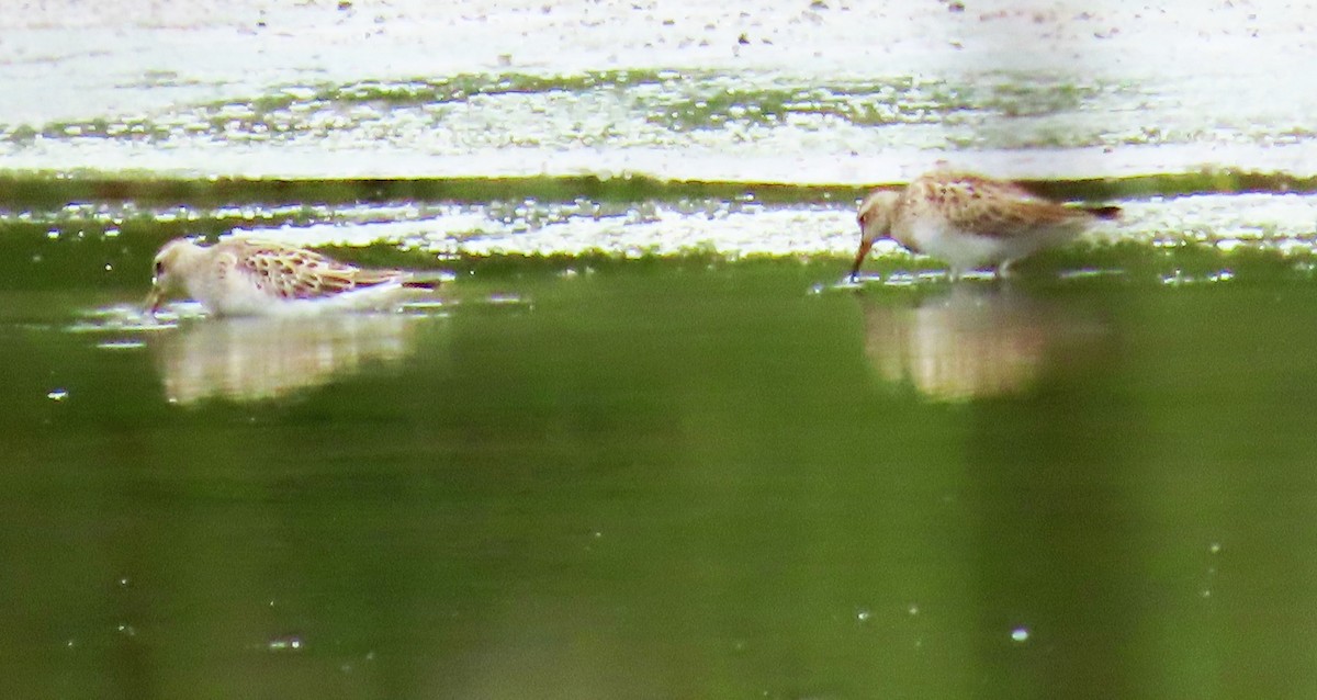 White-rumped Sandpiper - ML643295057