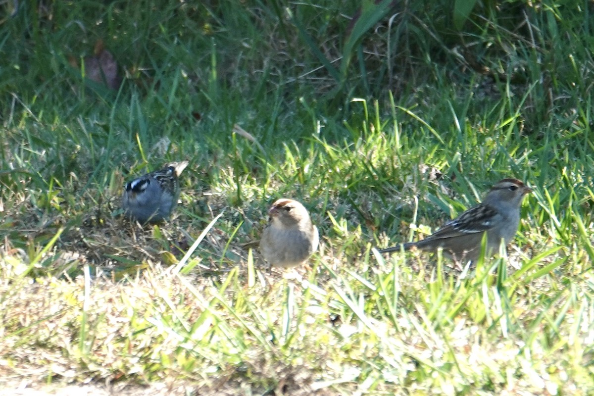 White-crowned Sparrow - ML643295066