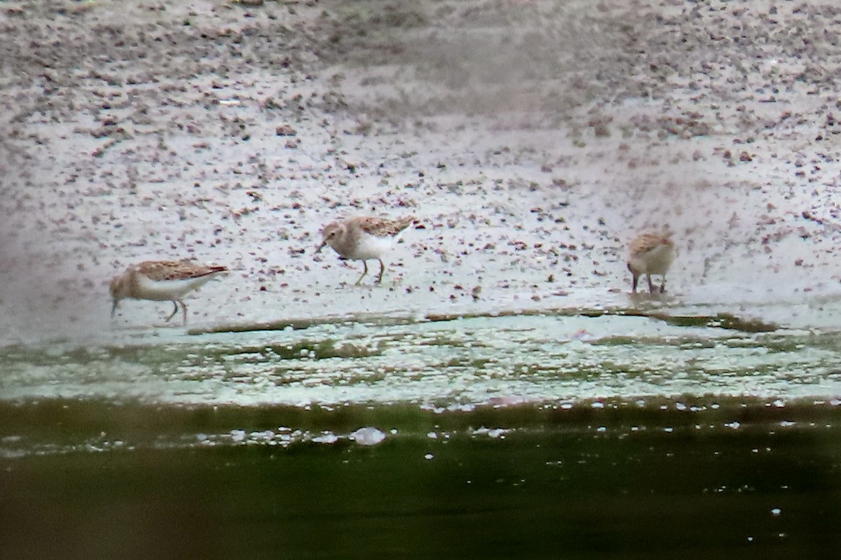 Least Sandpiper - ML643295080