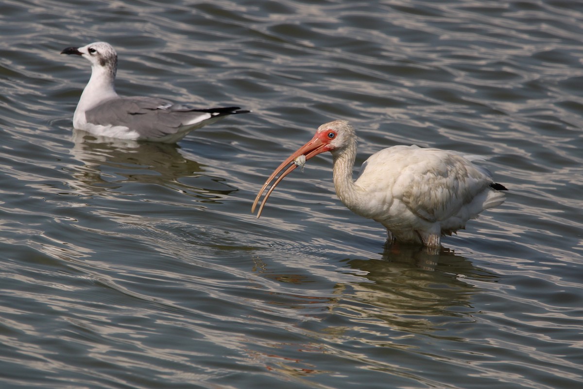 ibis bílý - ML643295087