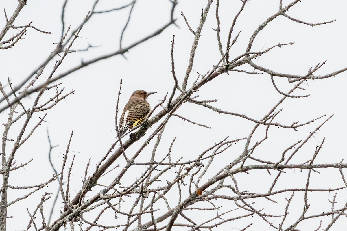 Northern Flicker - ML643295094