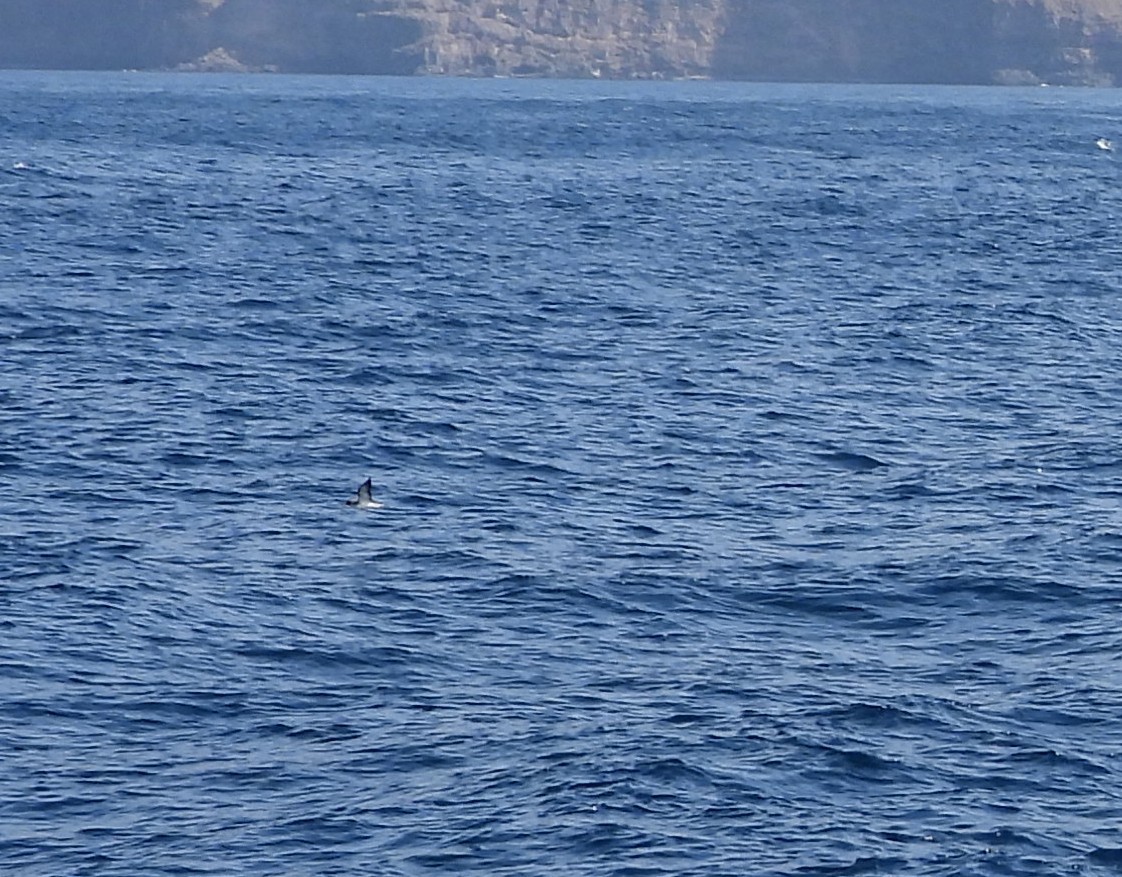 Atlantik Boz Yelkovanı - ML643295103