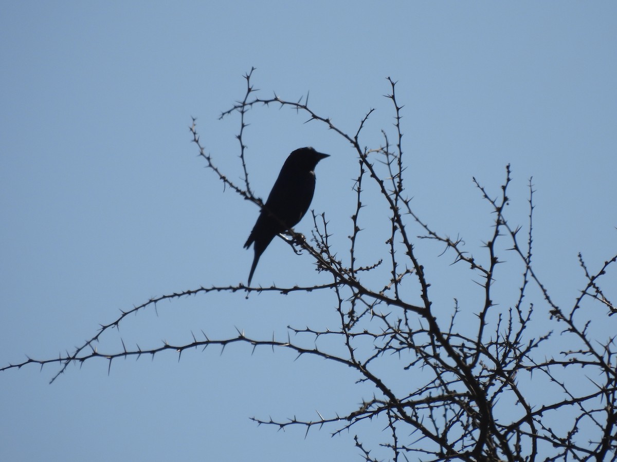Screaming Cowbird - ML643295104