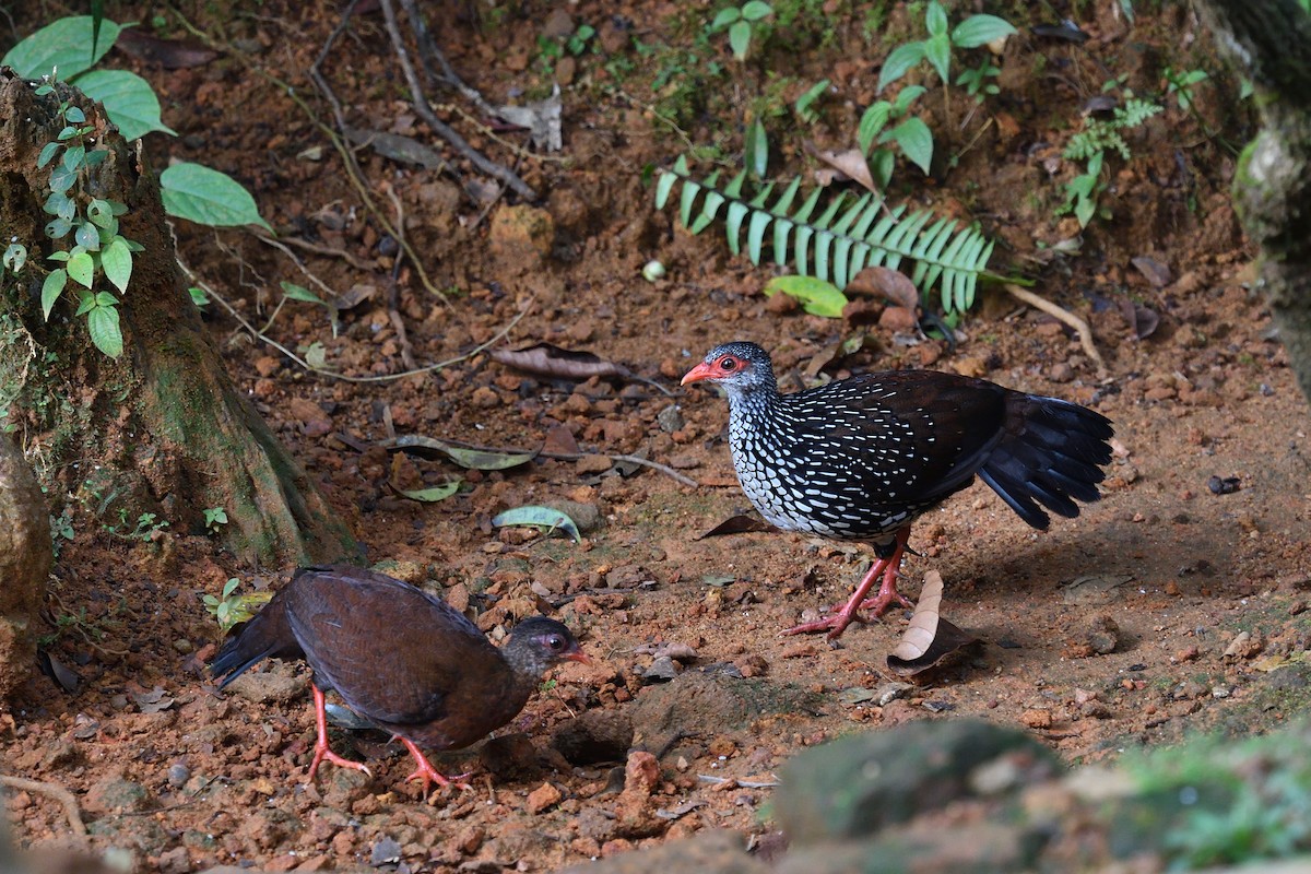 Sri Lanka Spurfowl - ML643295106