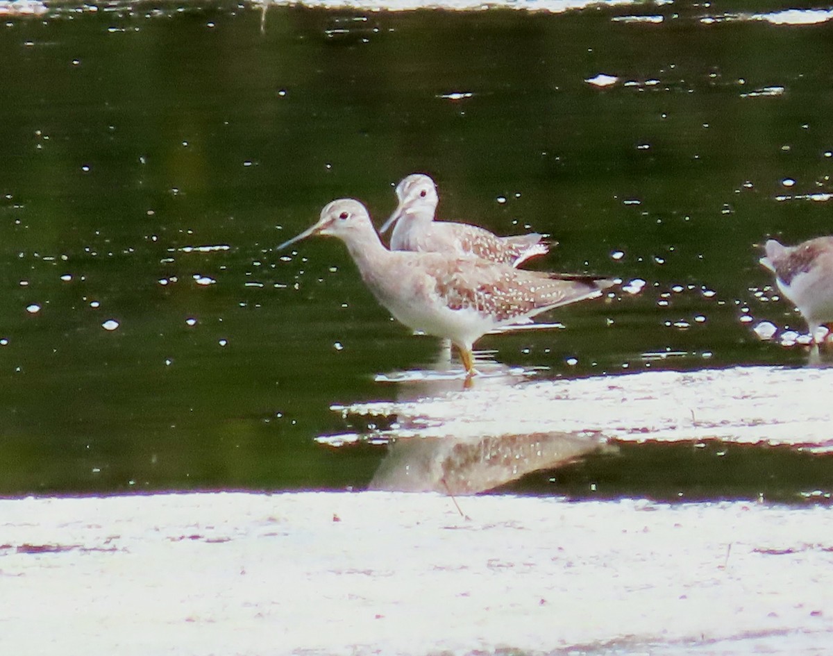 Lesser Yellowlegs - ML643295107