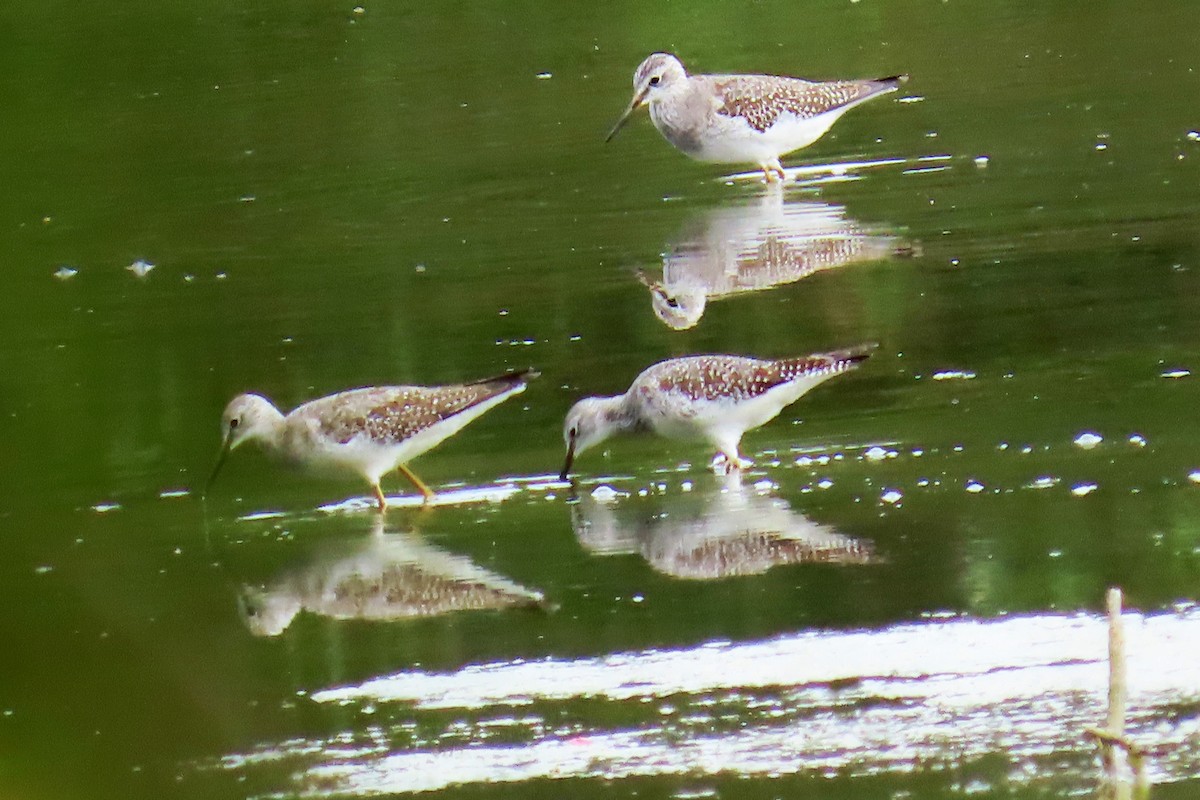 Lesser Yellowlegs - ML643295108