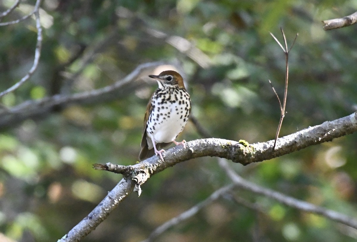 Wood Thrush - ML643295115
