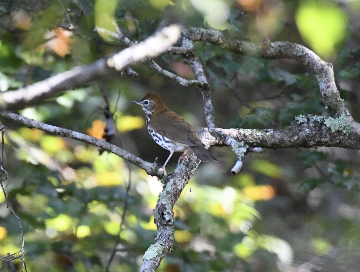 Wood Thrush - ML643295116
