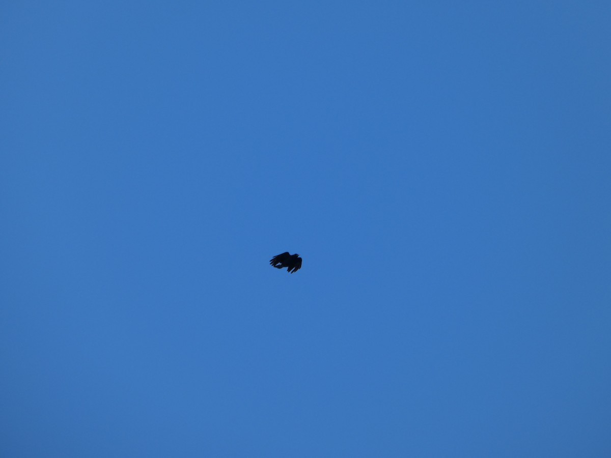 American Crow - ML643295120