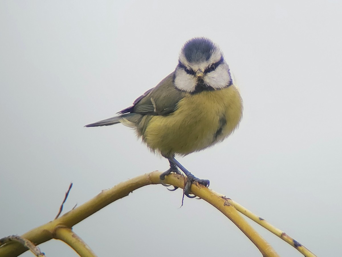 Eurasian Blue Tit - ML643295121