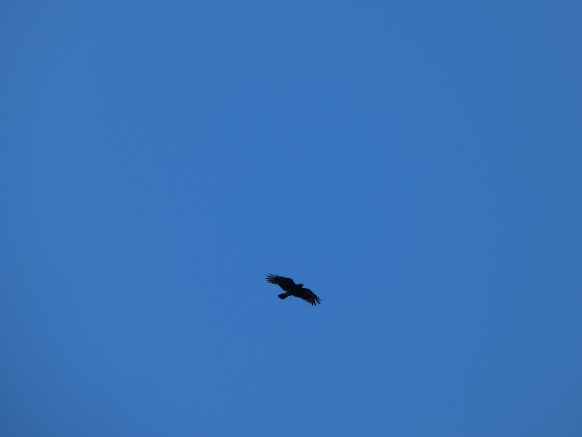 American Crow - ML643295122
