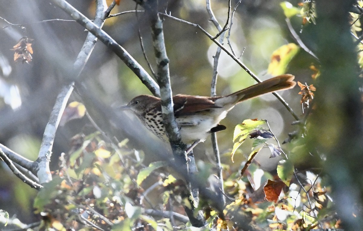 Brown Thrasher - ML643295123