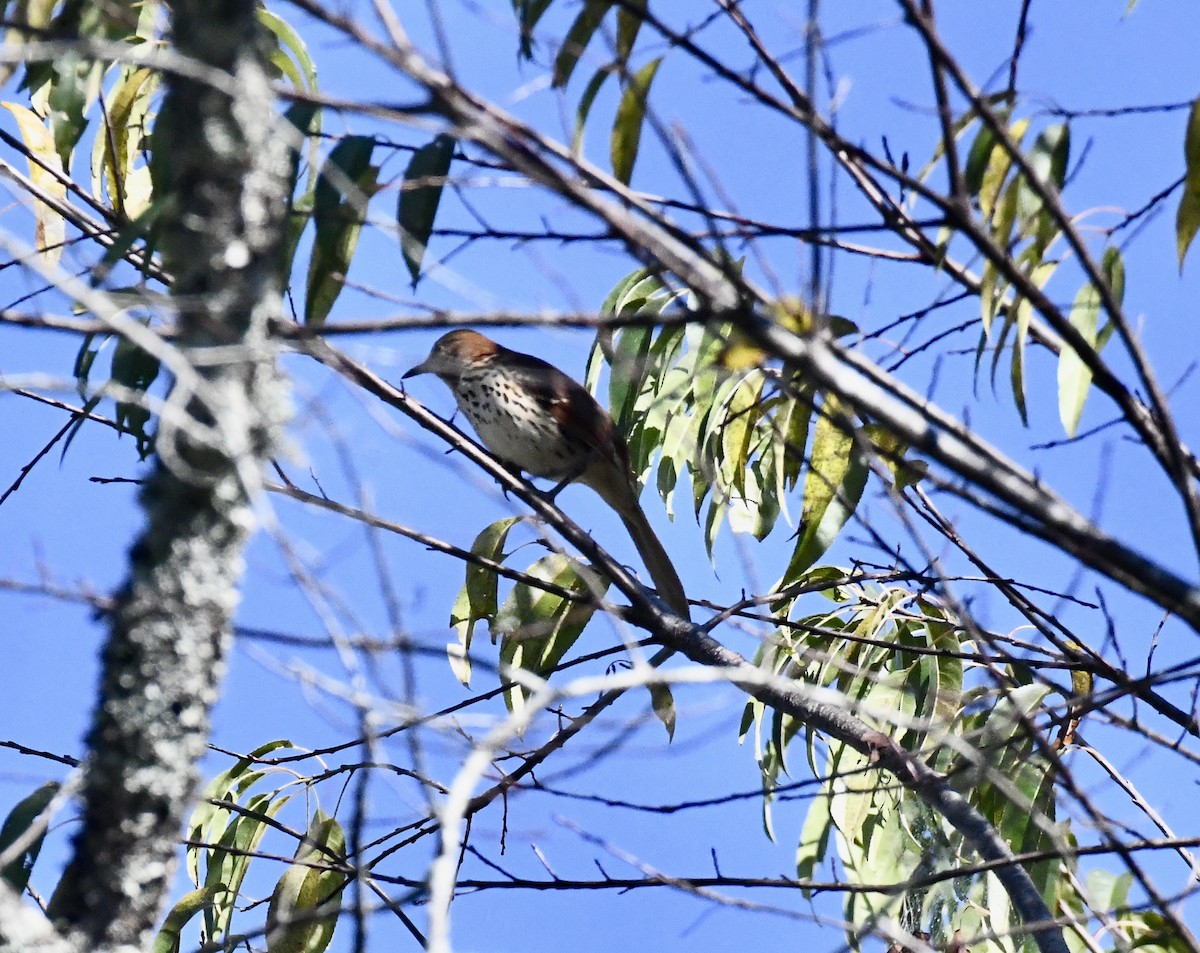 Brown Thrasher - ML643295124