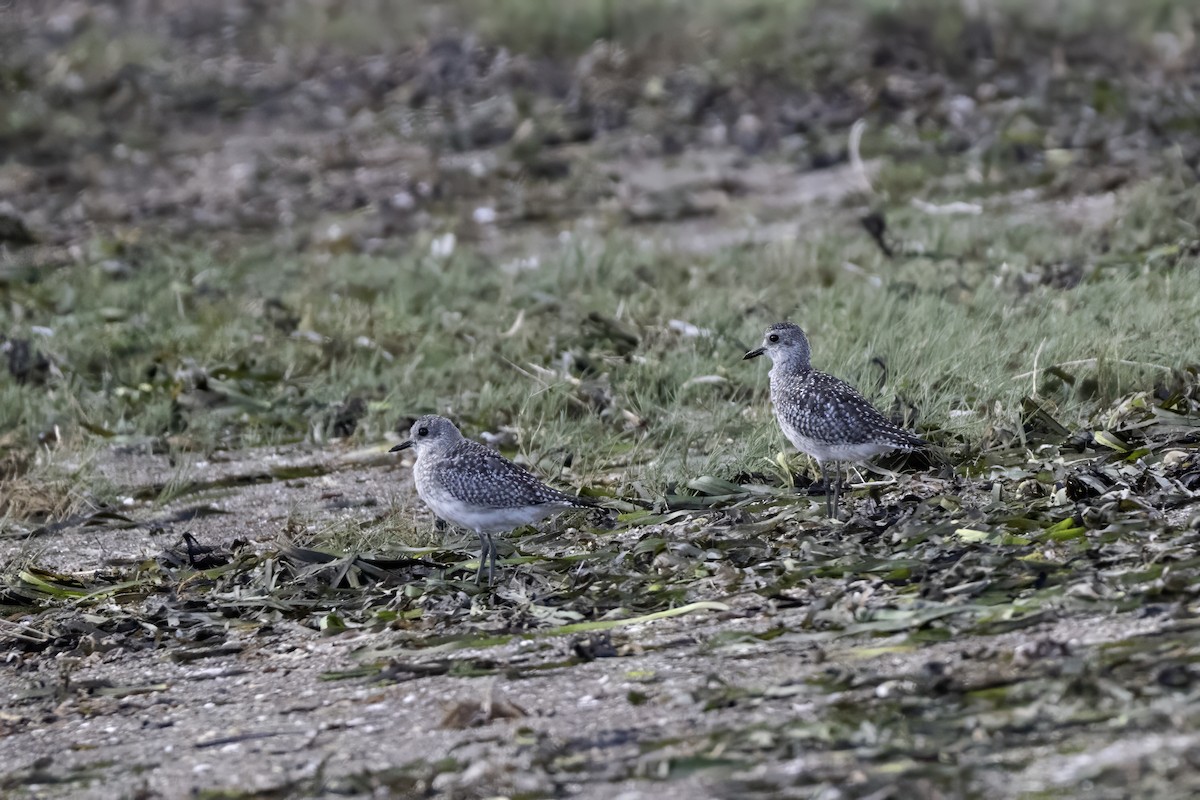 Black-bellied Plover - ML643295127