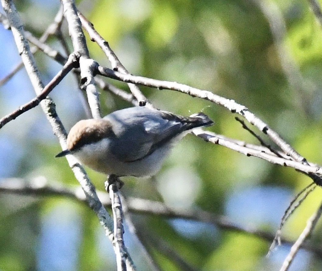 Brown-headed Nuthatch - ML643295128