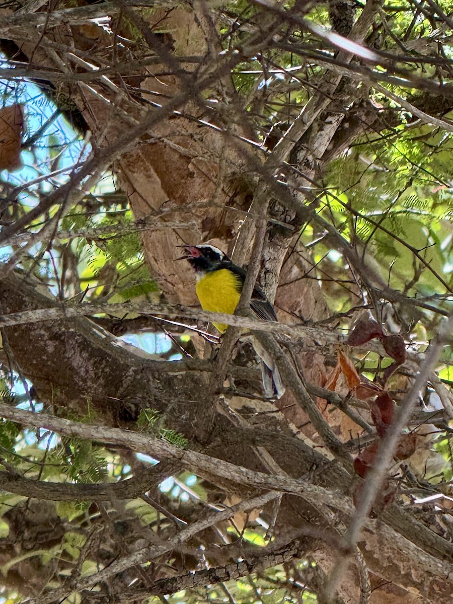 Bananaquit - ML643295129