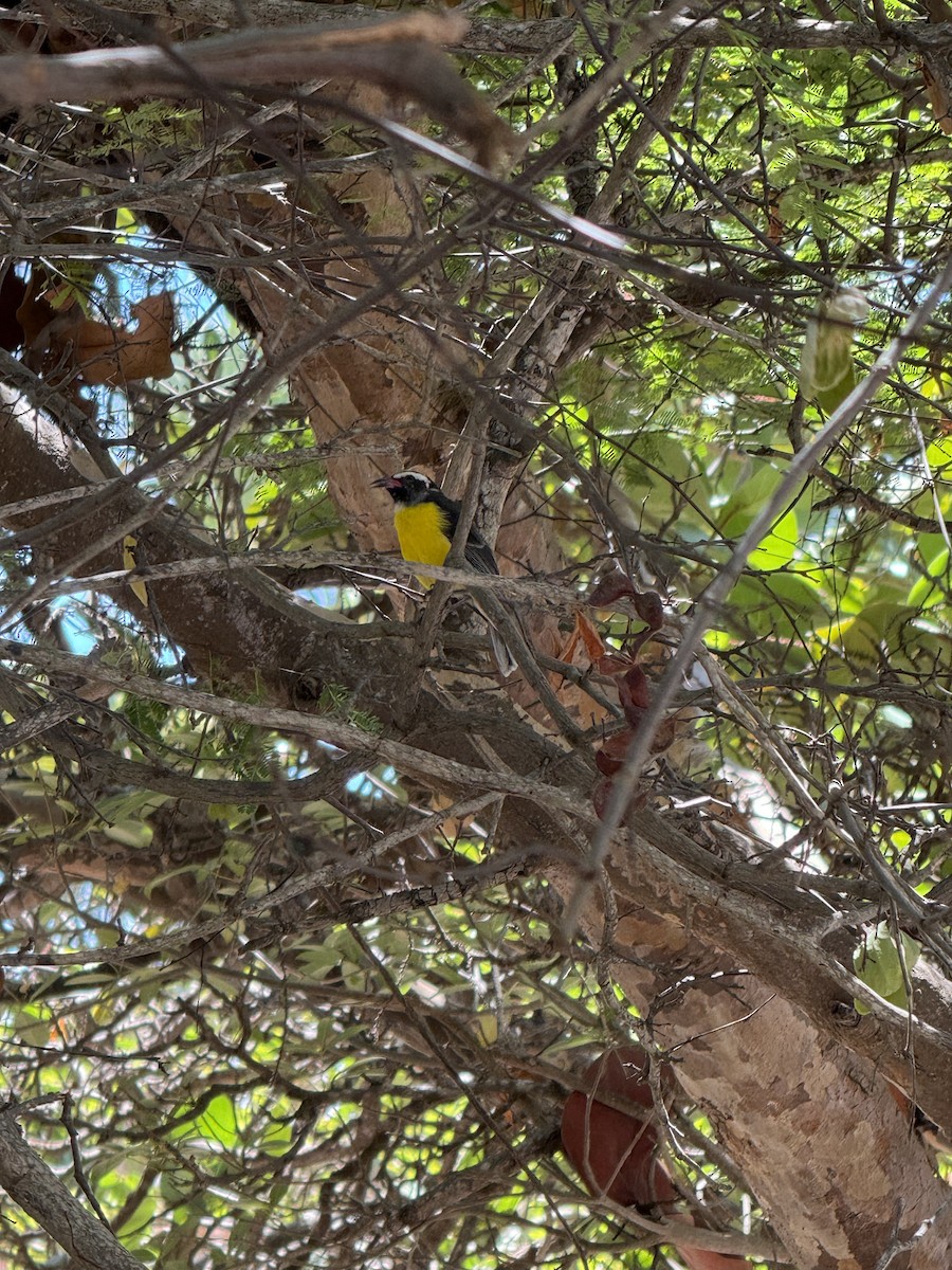 Bananaquit - ML643295130