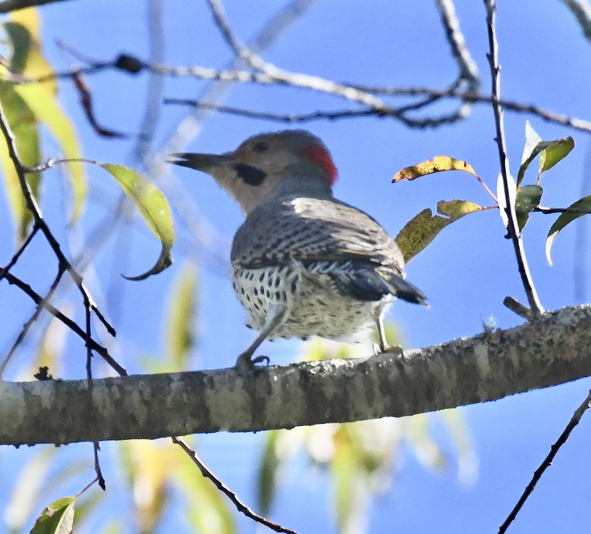 Northern Flicker (Yellow-shafted) - ML643295132