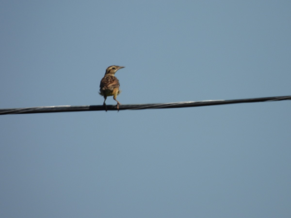 Eastern Meadowlark - ML643295137