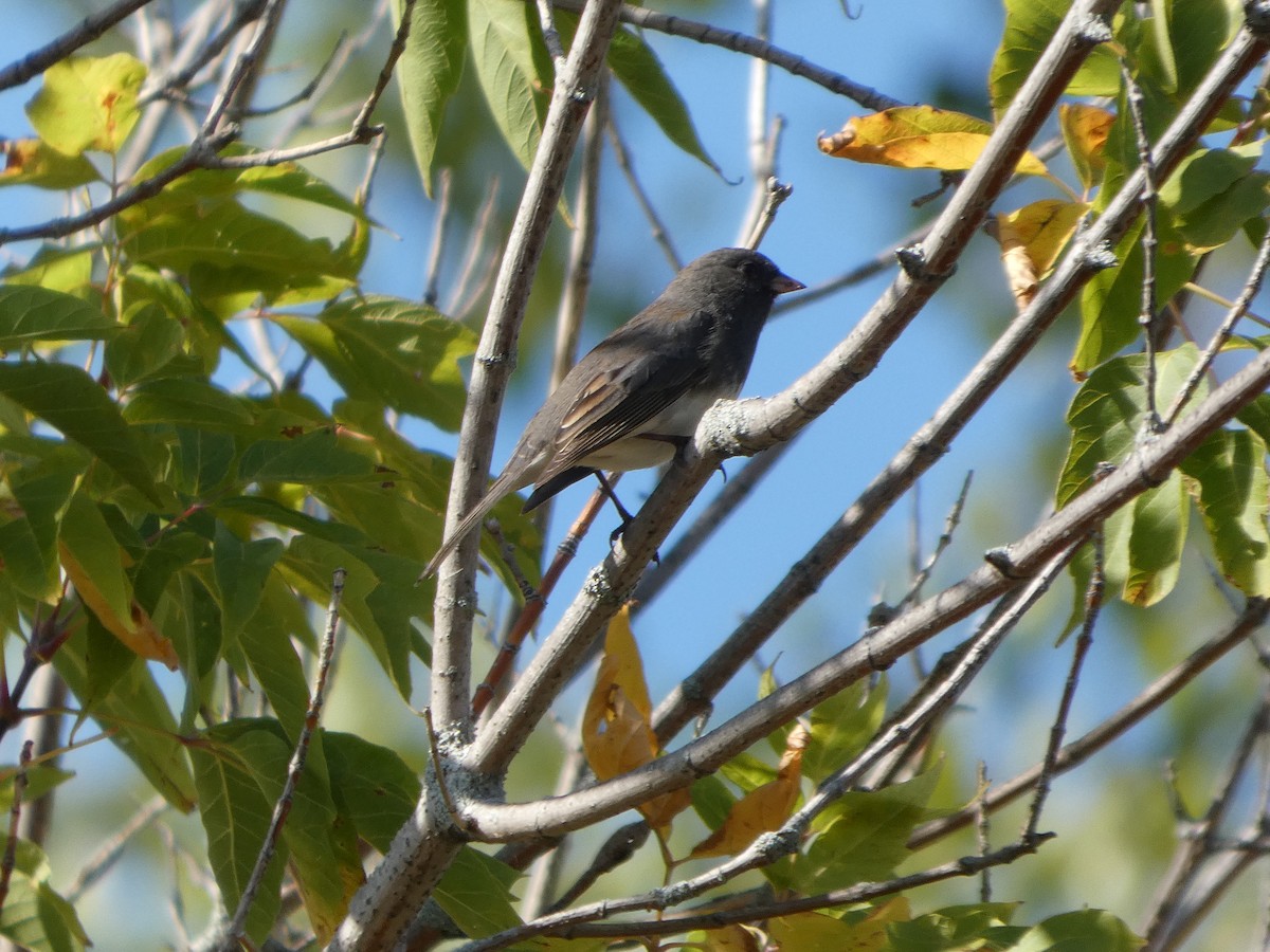 Dark-eyed Junco - ML643295138