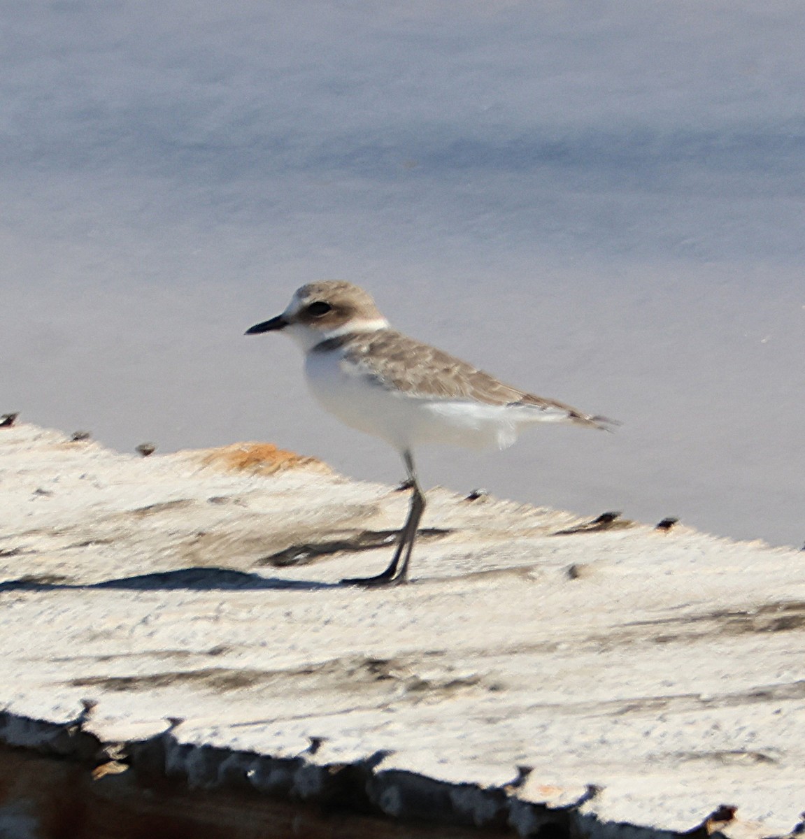 Kentish Plover - ML643295139