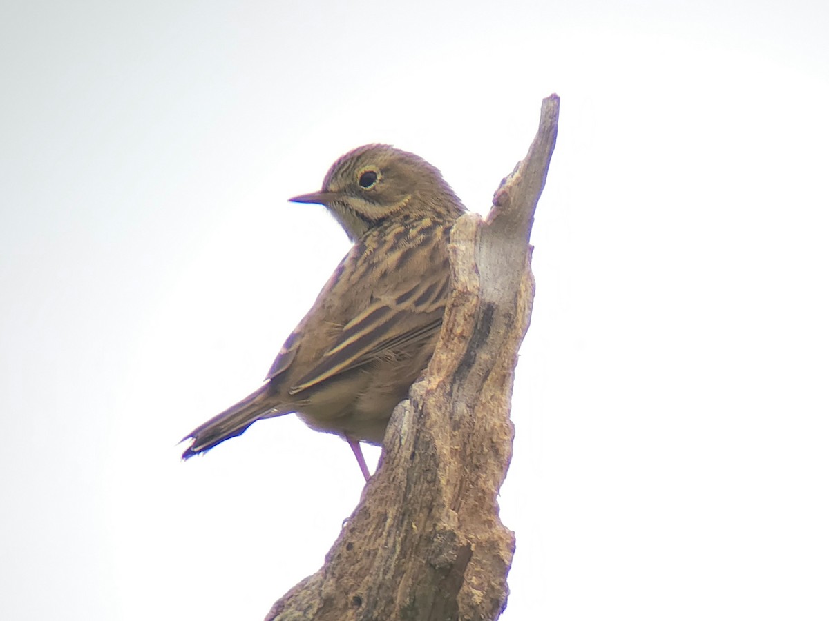 Meadow Pipit - ML643295140