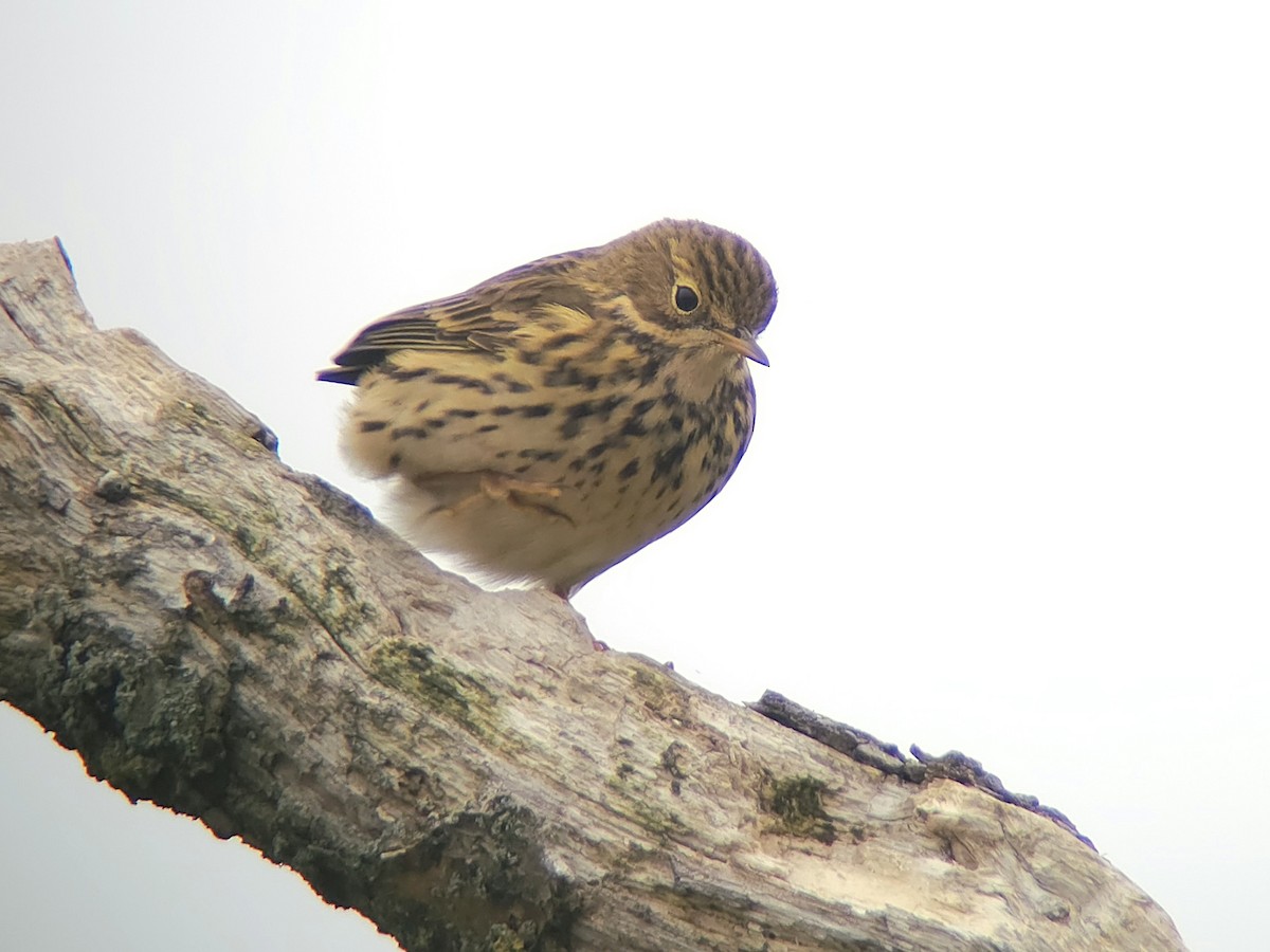 Meadow Pipit - ML643295141