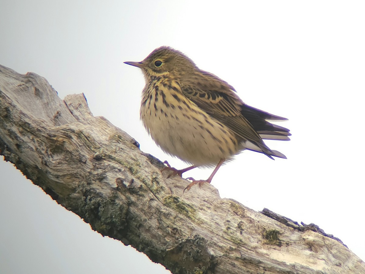Meadow Pipit - ML643295142