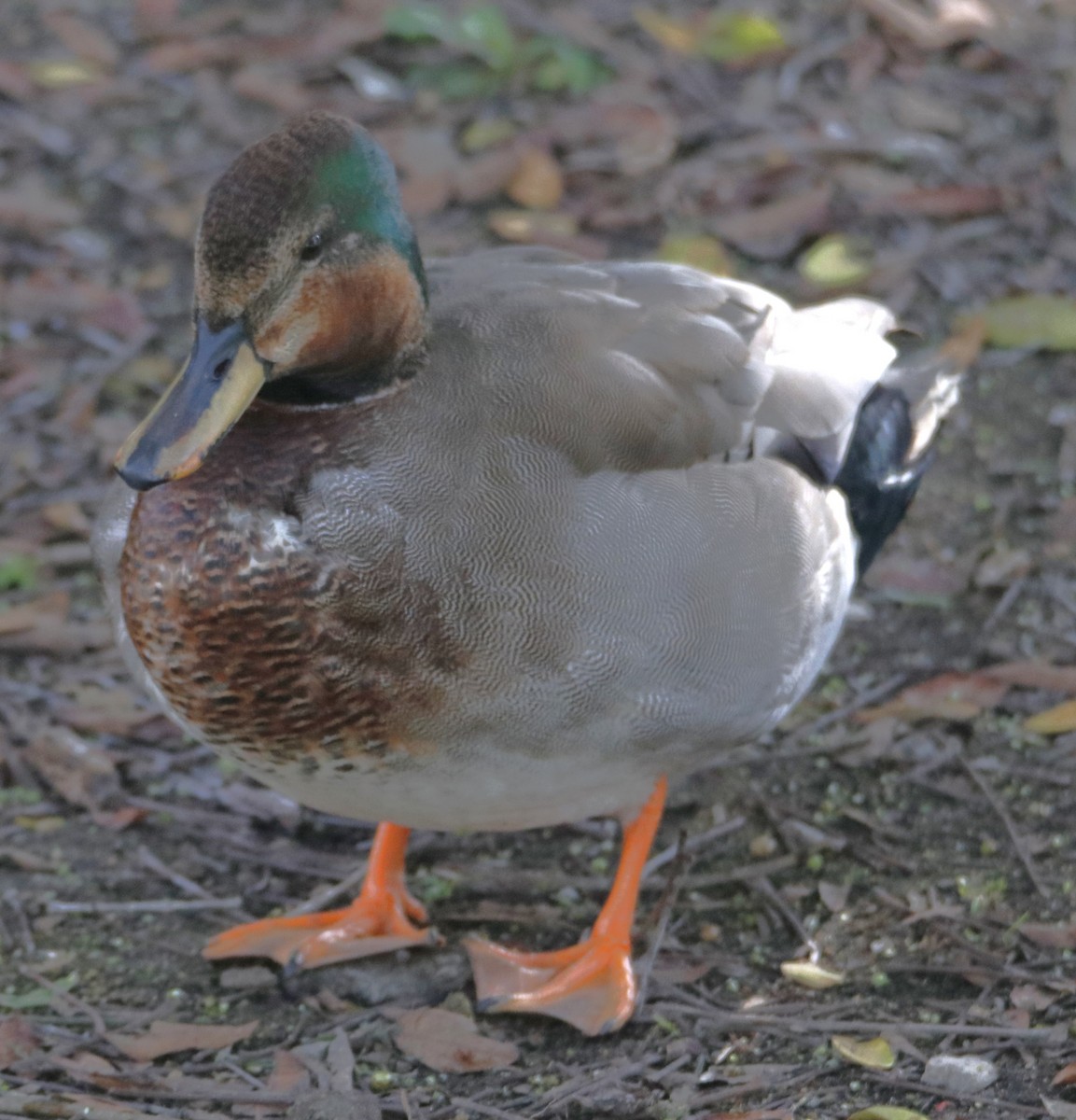 Gadwall x Mallard (hybrid) - ML643295144