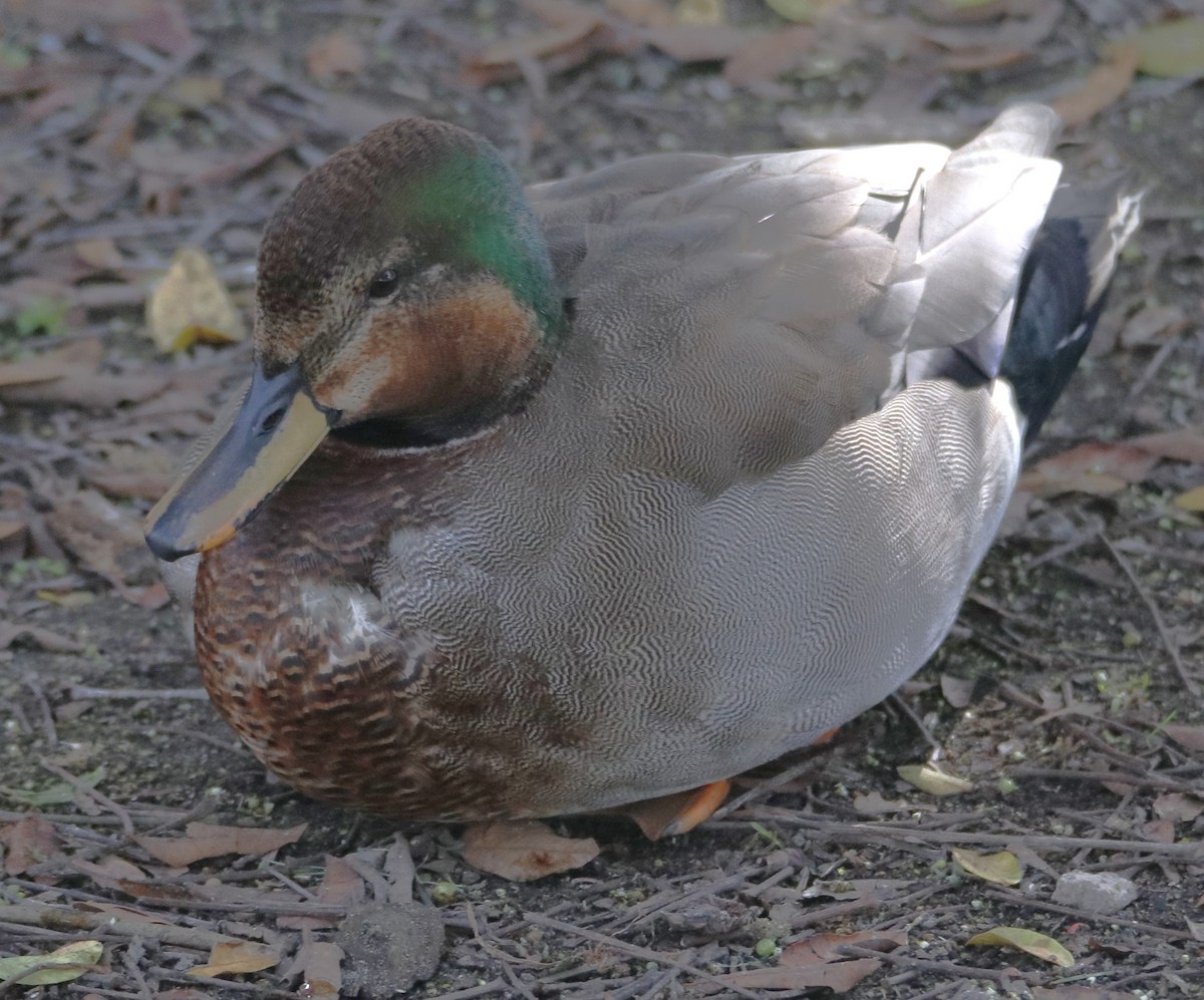 Gadwall x Mallard (hybrid) - ML643295145
