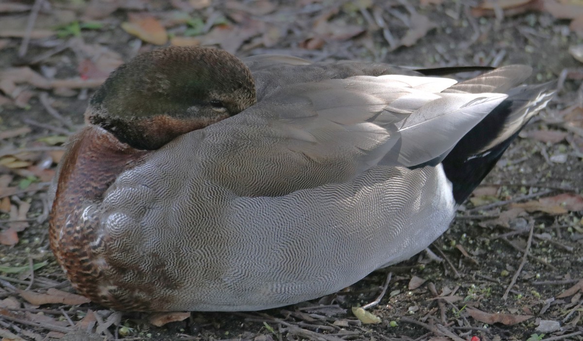 Gadwall x Mallard (hybrid) - ML643295146