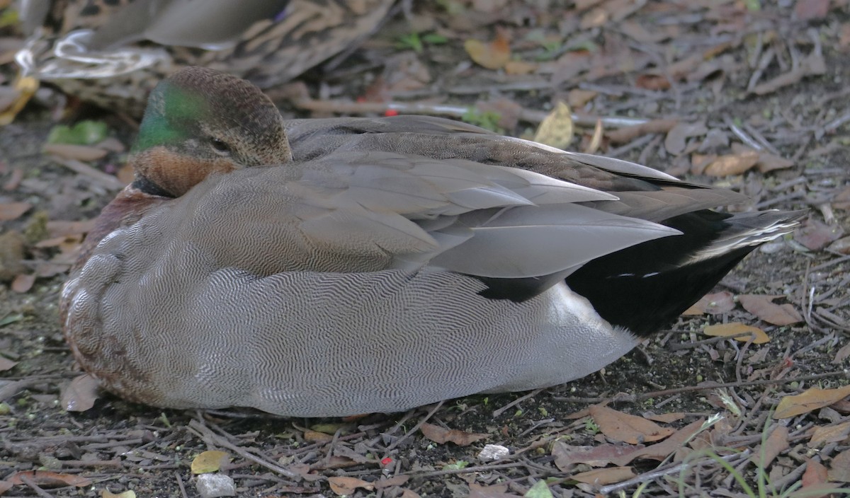 Gadwall x Mallard (hybrid) - ML643295147