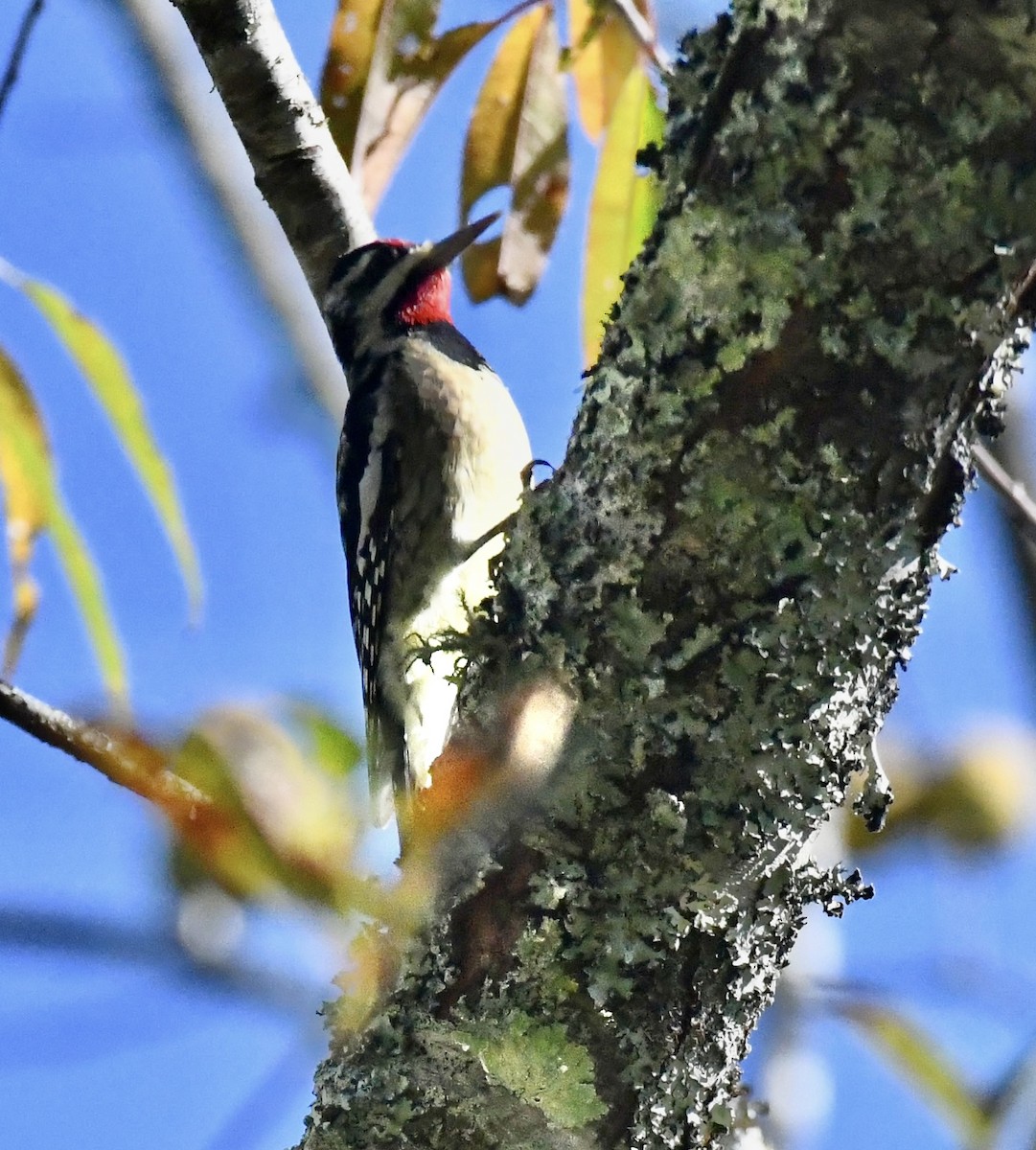 Yellow-bellied Sapsucker - ML643295149